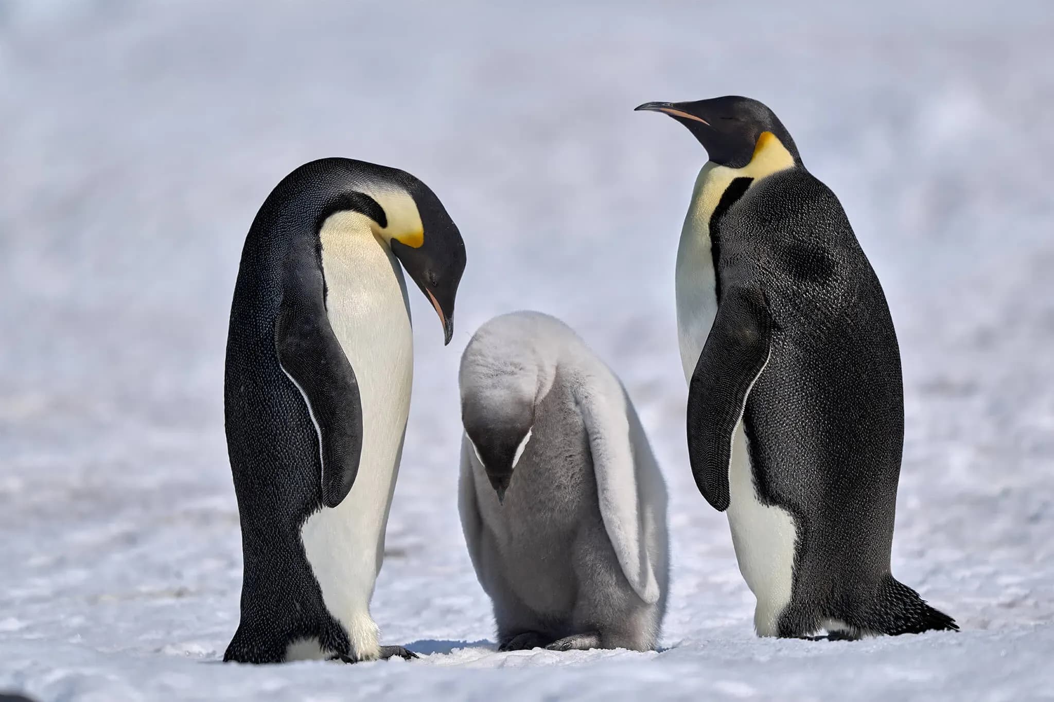 Antarctica - Discovery and learning voyage