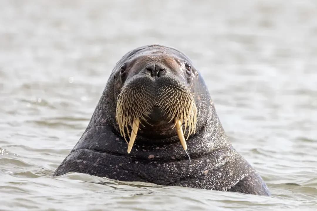 polar wildlife  KappLee - Svalbard expedition cruise