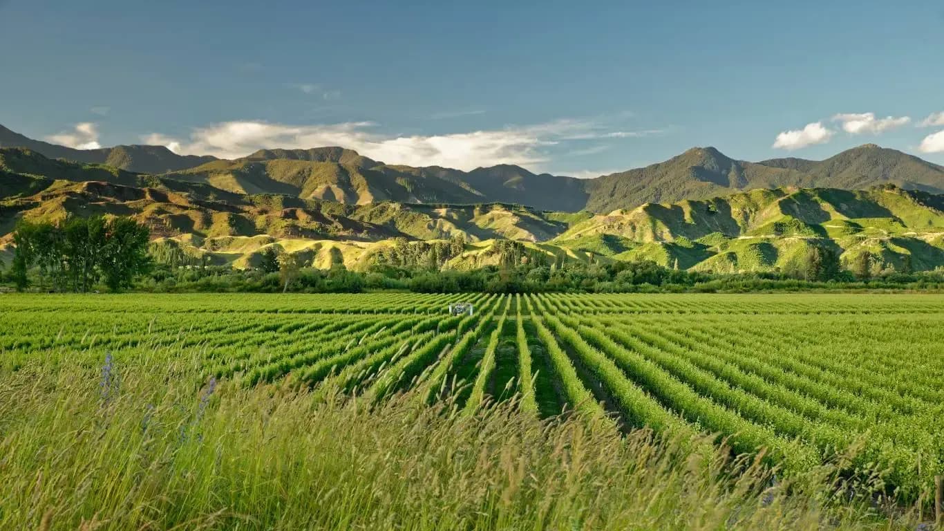 Marlborough Wine Region, New Zealand