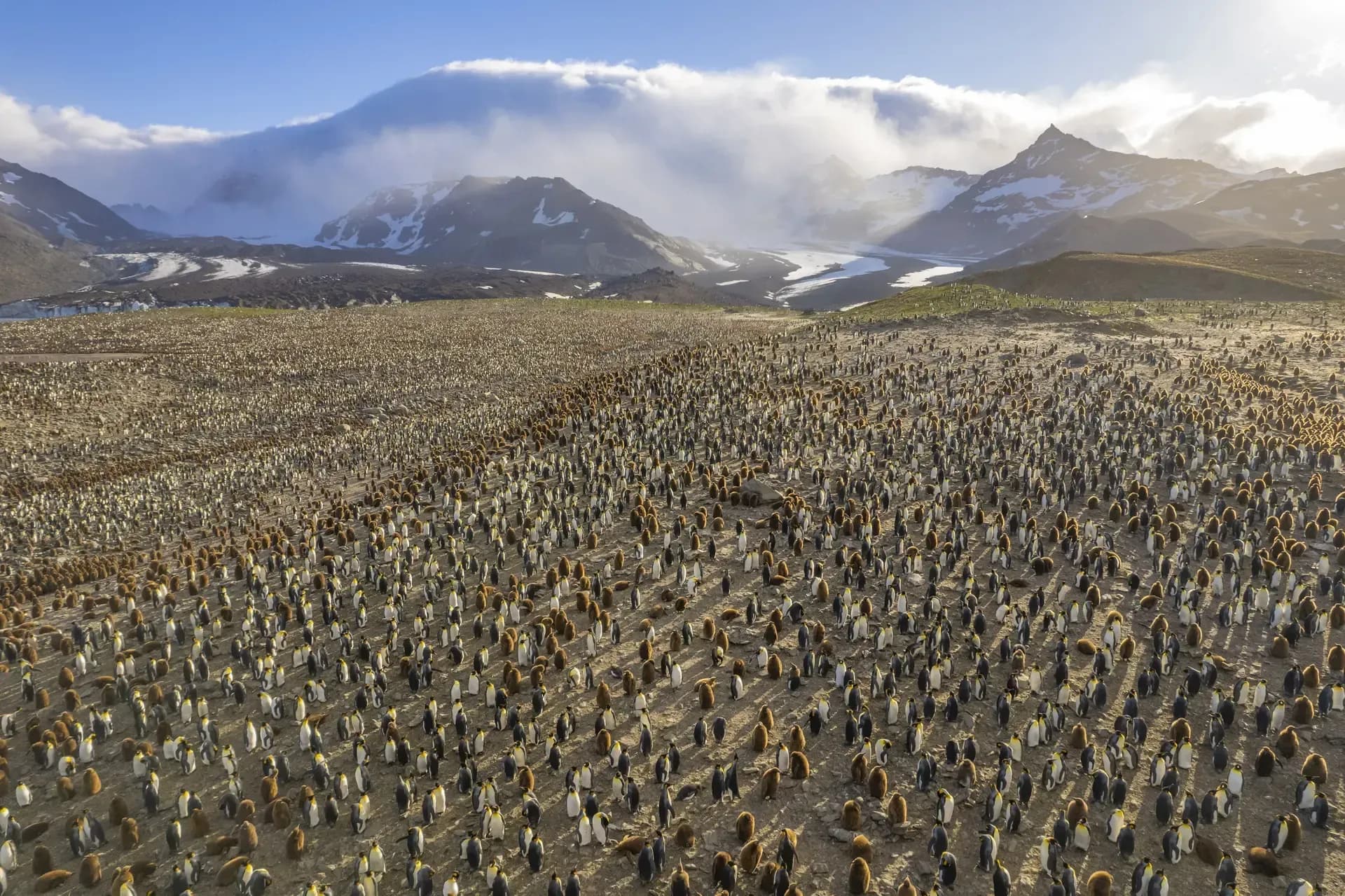 Swan Hellenic, King Penguin Colony