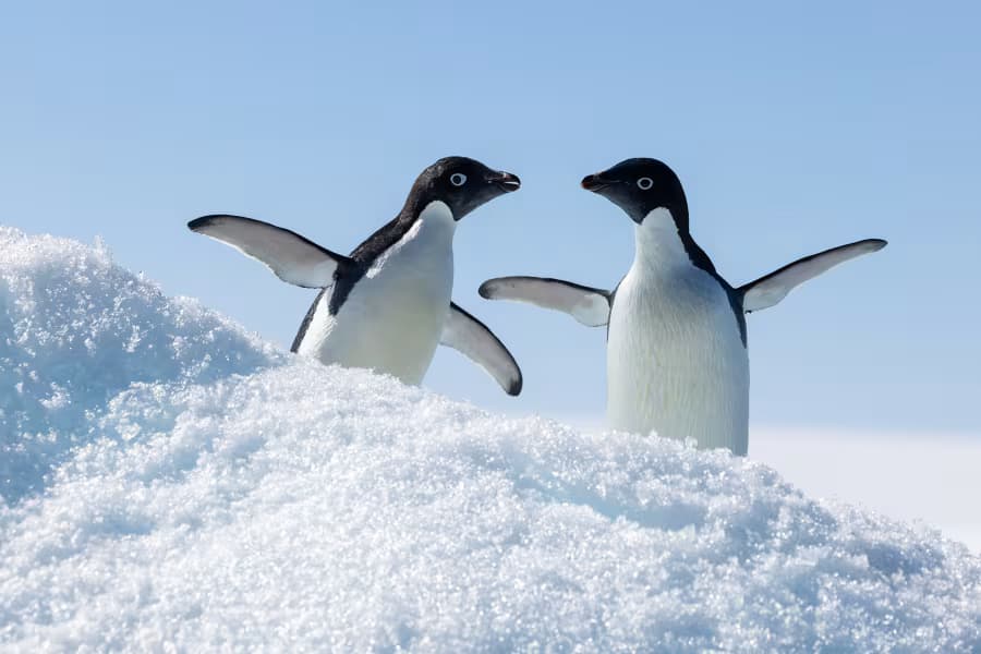 Quark Expeditions Antarctica cruise | Dubai Bookings