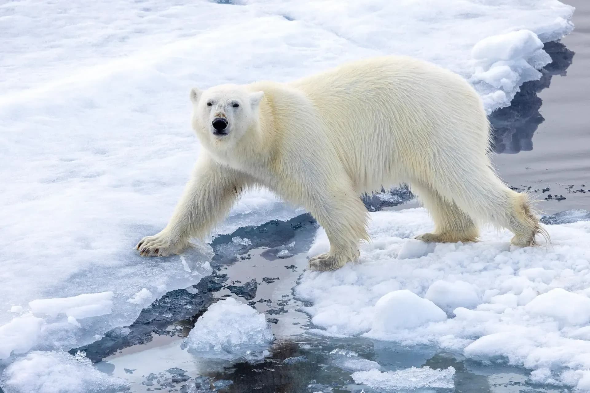Cruise Expedition from Iceland to Svalbard