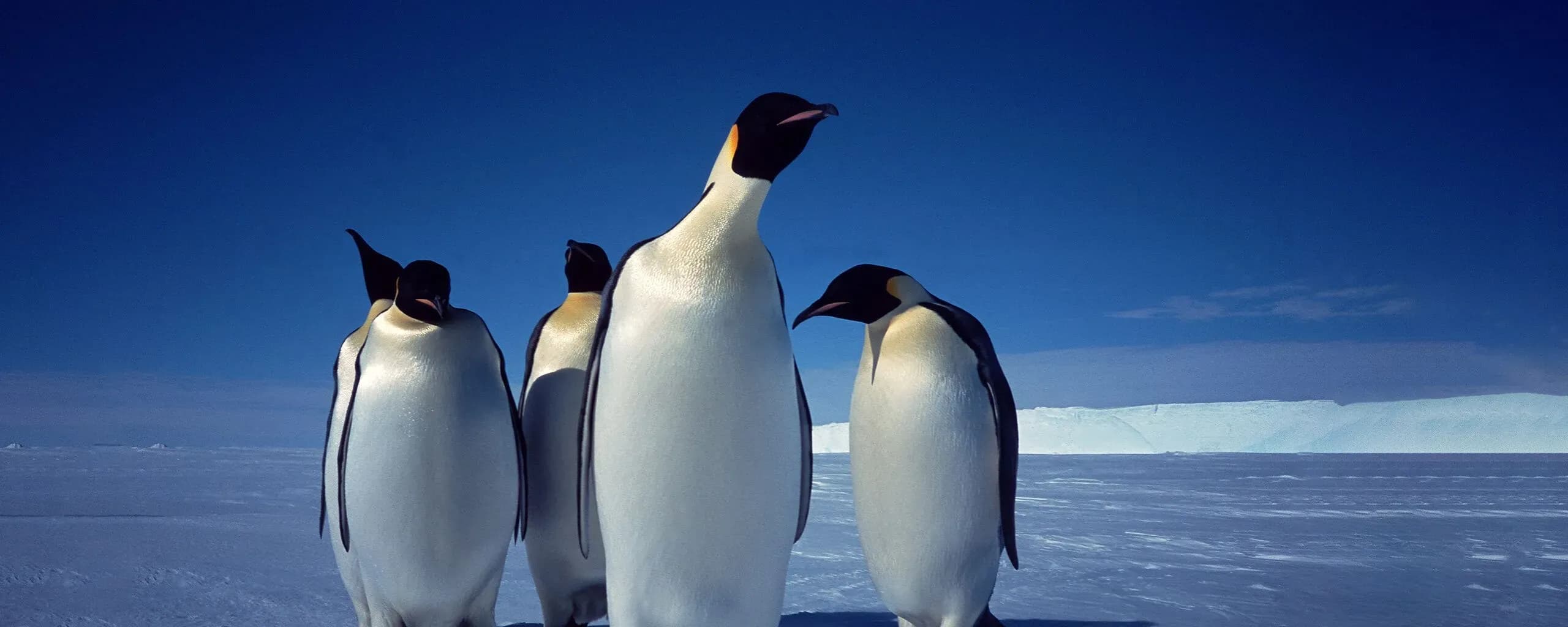 Antarctica Wildlife- emperor-penguins - Antarctica cruise expedition